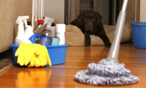 Weekly House Cleaning For Seniors Edmonton